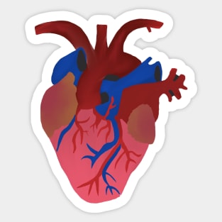 Anatomical Heart Sticker